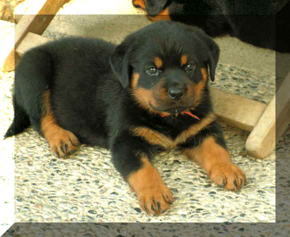 Faith cucciolo Rottweiler