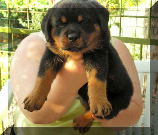 Faith cucciolo Rottweiler
